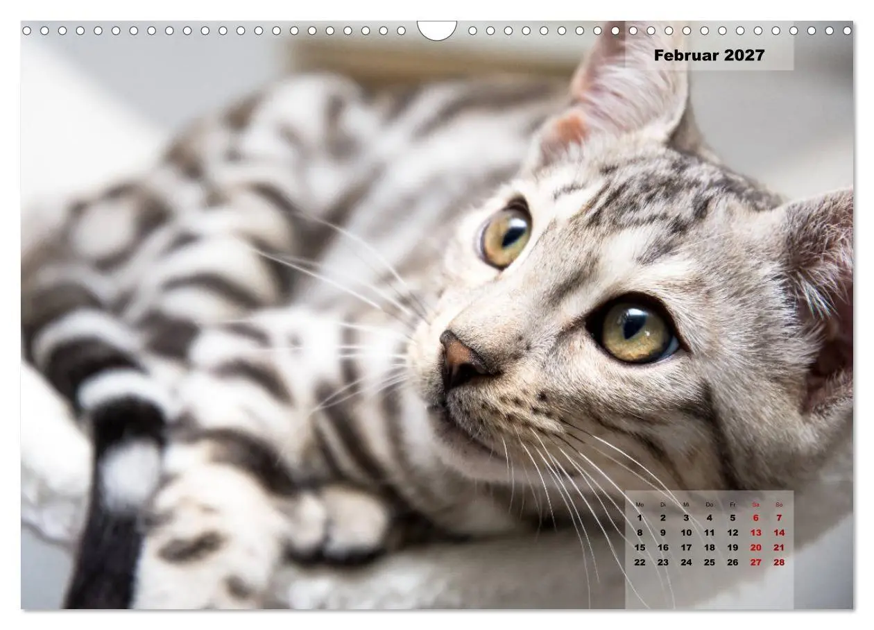 Bild: 9783569773127 | Bengal Kätzchen 2 (Wandkalender 2027 DIN A3 quer), CALVENDO...