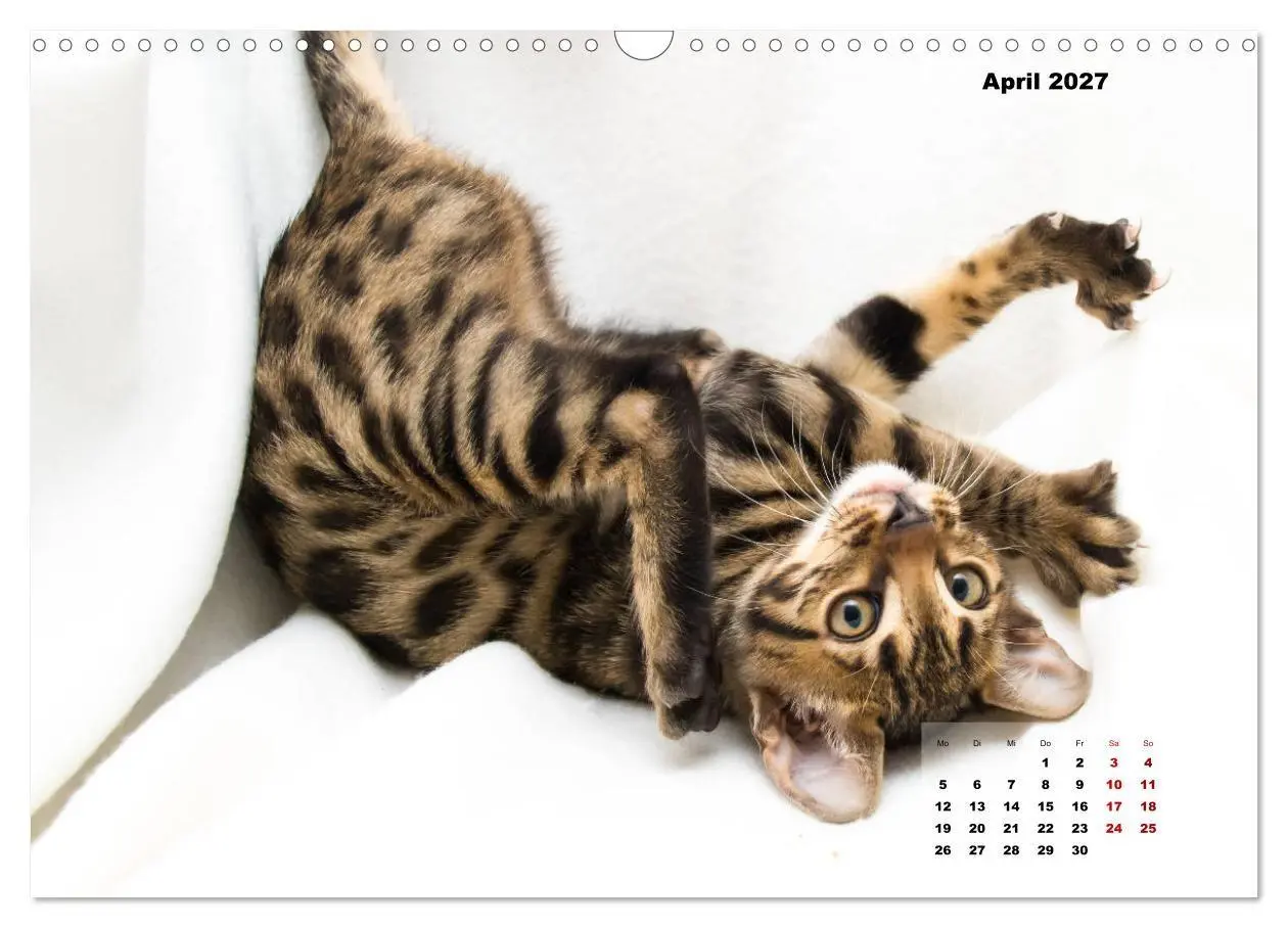 Bild: 9783569773127 | Bengal Kätzchen 2 (Wandkalender 2027 DIN A3 quer), CALVENDO...