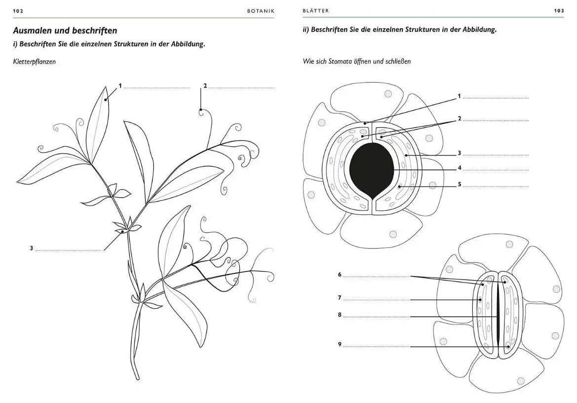 Bild: 9789464993127 | Botanik | Kolorieren * Beschriften * Bestimmen | Ken Ashwell | Buch