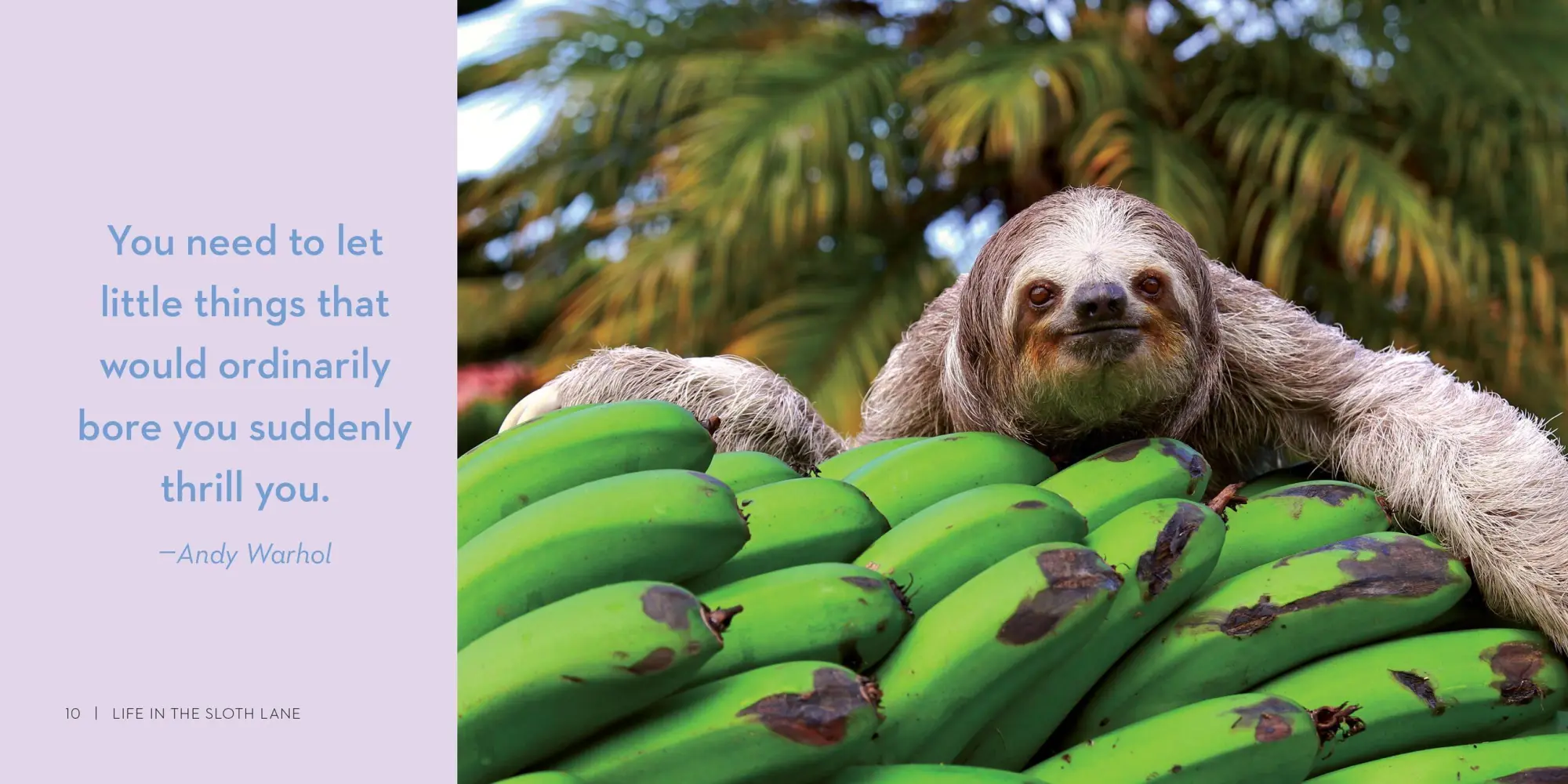 Bild: 9780761193227 | Life in the Sloth Lane | Slow Down and Smell the Hibiscus | Lucy Cooke