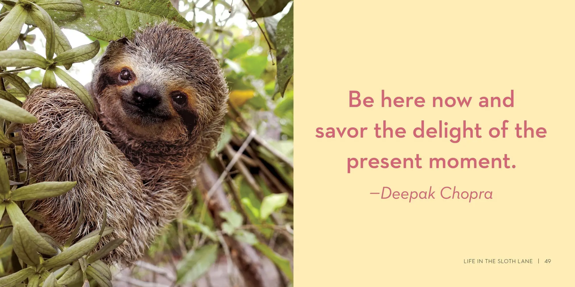 Bild: 9780761193227 | Life in the Sloth Lane | Slow Down and Smell the Hibiscus | Lucy Cooke