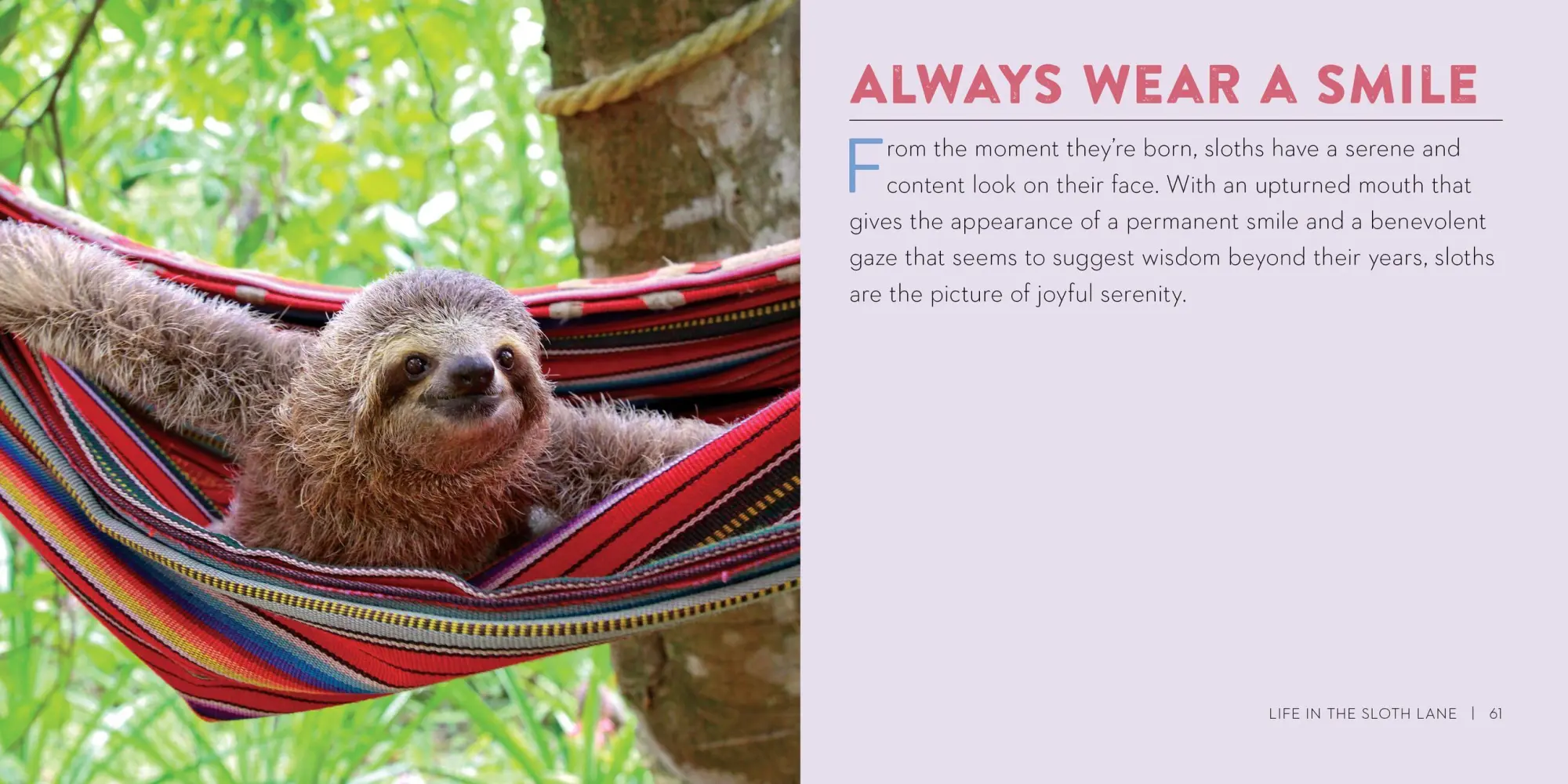 Bild: 9780761193227 | Life in the Sloth Lane | Slow Down and Smell the Hibiscus | Lucy Cooke
