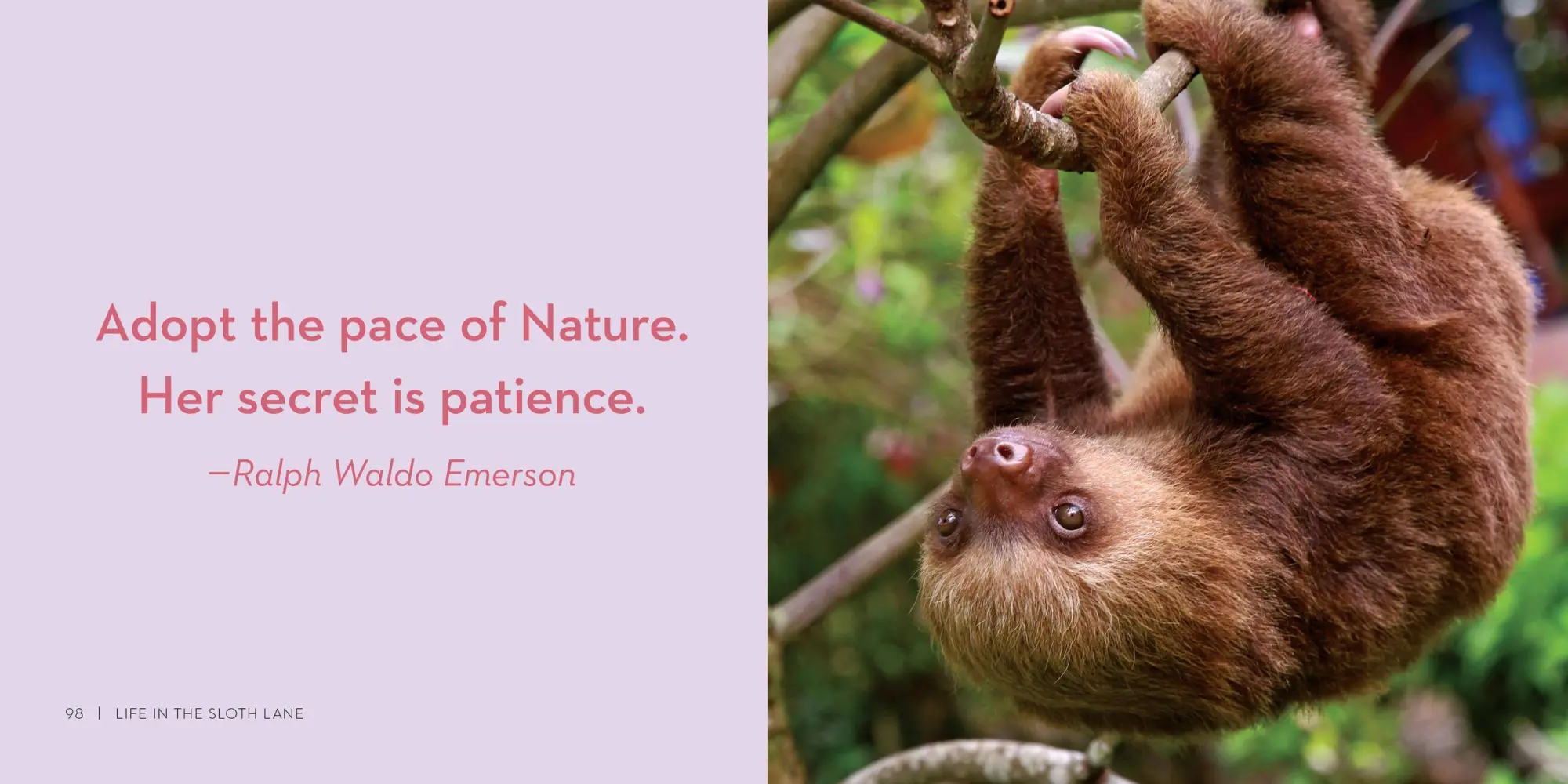 Bild: 9780761193227 | Life in the Sloth Lane | Slow Down and Smell the Hibiscus | Lucy Cooke