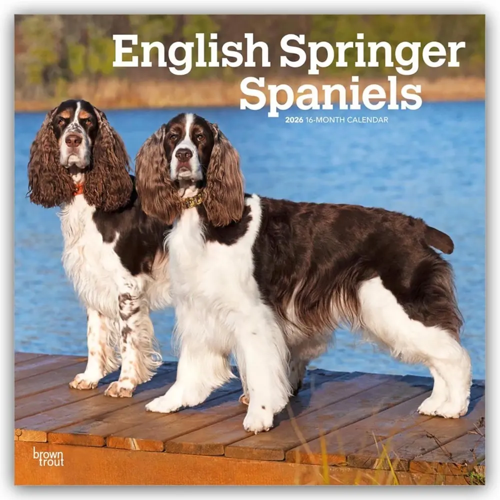 Cover: 9798330703227 | English Springer Spaniels 2026 - 16-Monatskalender | Inc | Kalender