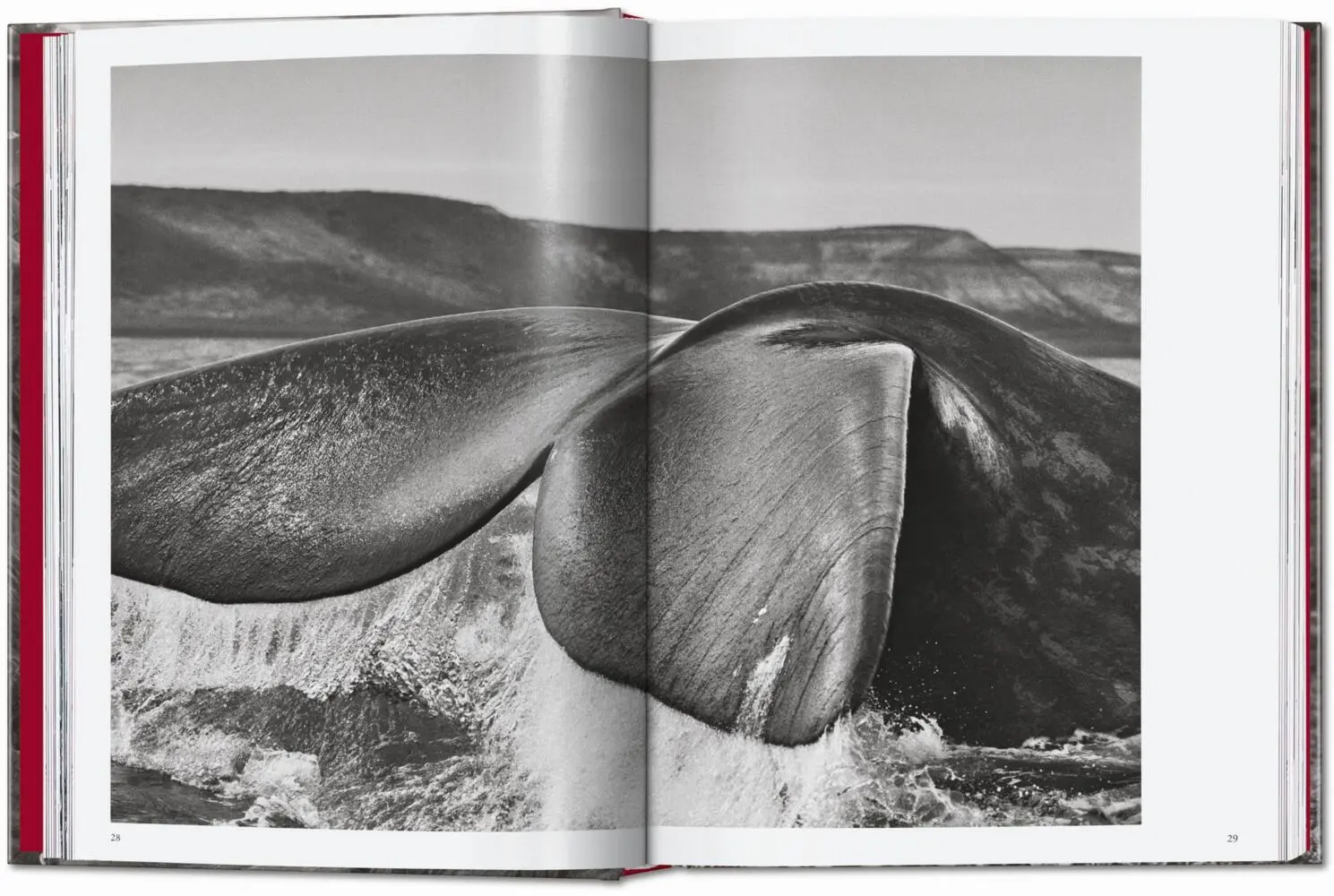 Bild: 9783754403327 | Sebastião Salgado. Genesis. 45th Ed. | Lélia Wanick Salgado | Buch