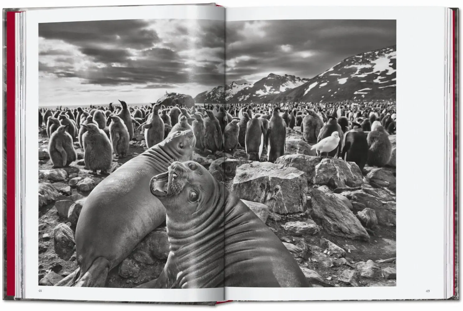 Bild: 9783754403327 | Sebastião Salgado. Genesis. 45th Ed. | Lélia Wanick Salgado | Buch