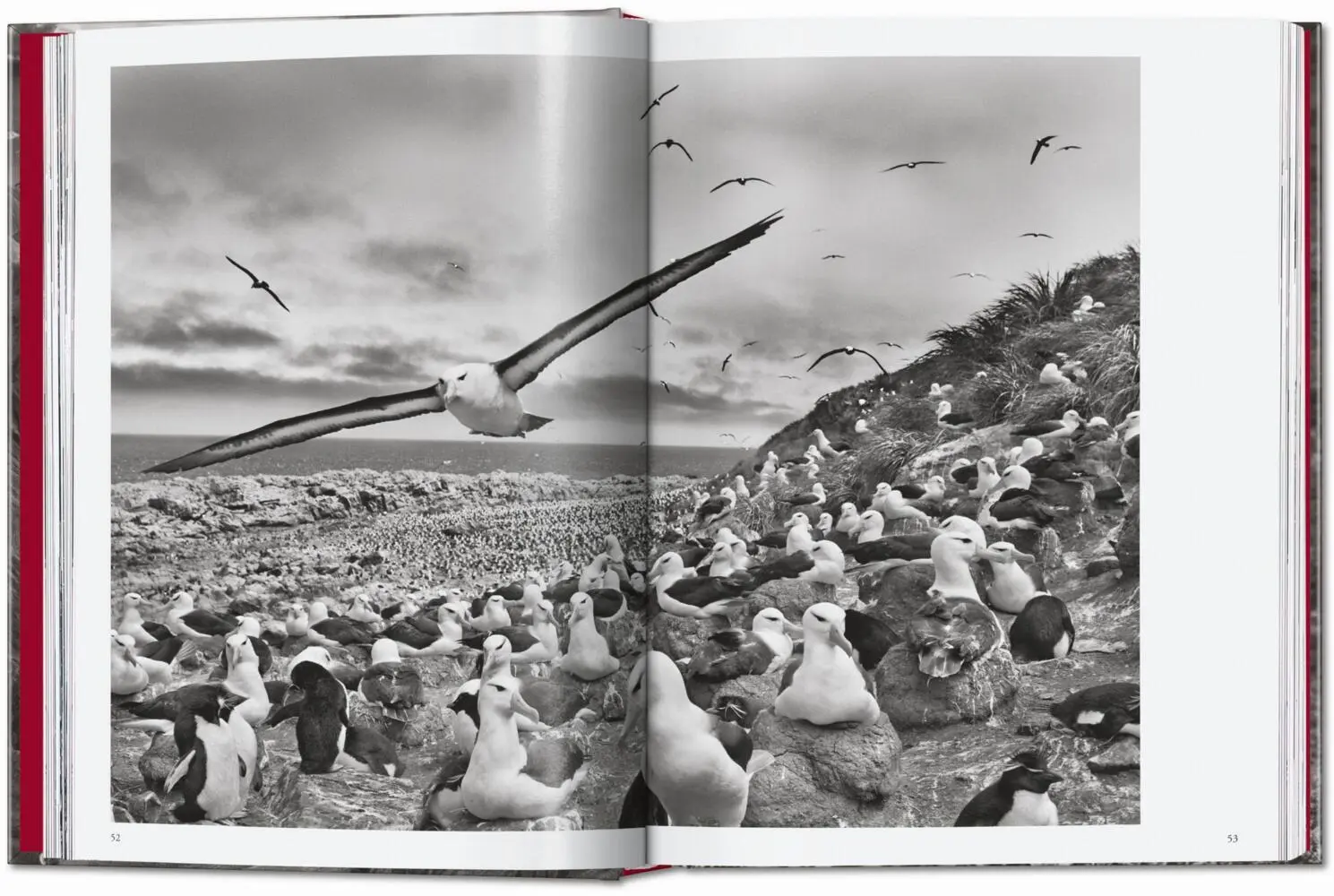 Bild: 9783754403327 | Sebastião Salgado. Genesis. 45th Ed. | Lélia Wanick Salgado | Buch