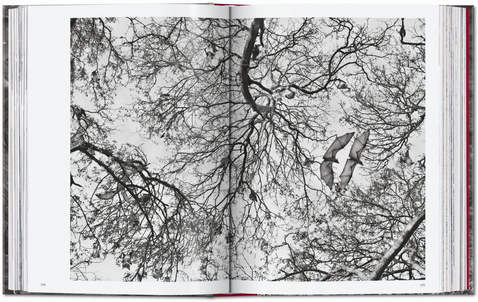 Bild: 9783754403327 | Sebastião Salgado. Genesis. 45th Ed. | Lélia Wanick Salgado | Buch