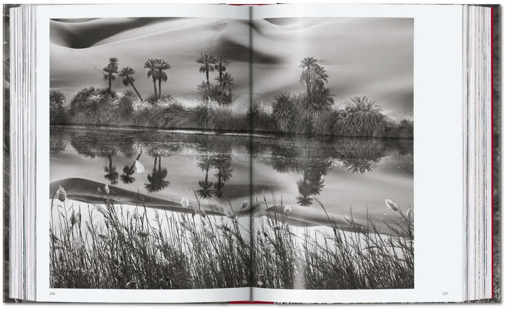 Bild: 9783754403327 | Sebastião Salgado. Genesis. 45th Ed. | Lélia Wanick Salgado | Buch