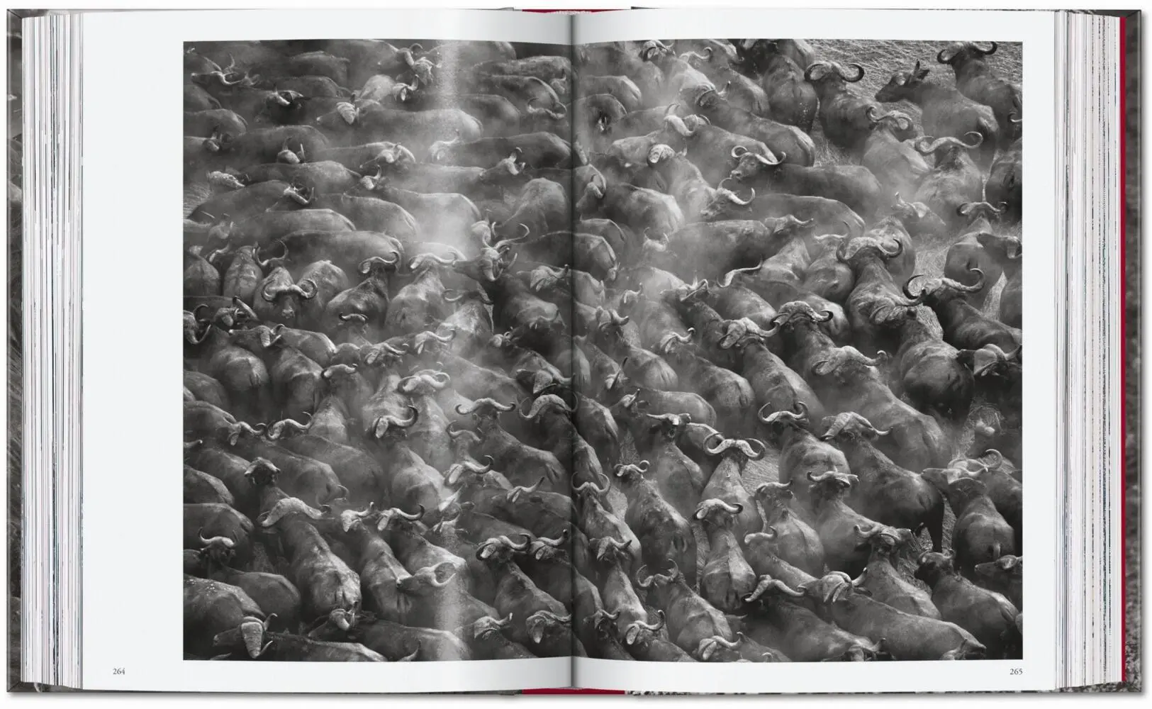Bild: 9783754403327 | Sebastião Salgado. Genesis. 45th Ed. | Lélia Wanick Salgado | Buch