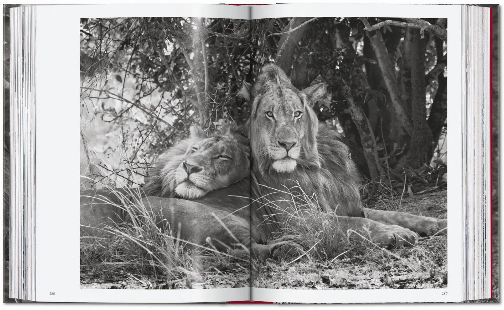 Bild: 9783754403327 | Sebastião Salgado. Genesis. 45th Ed. | Lélia Wanick Salgado | Buch
