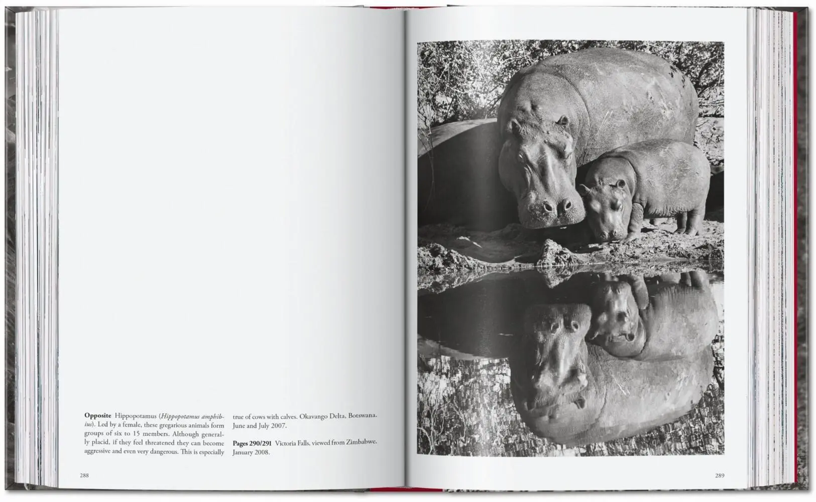 Bild: 9783754403327 | Sebastião Salgado. Genesis. 45th Ed. | Lélia Wanick Salgado | Buch