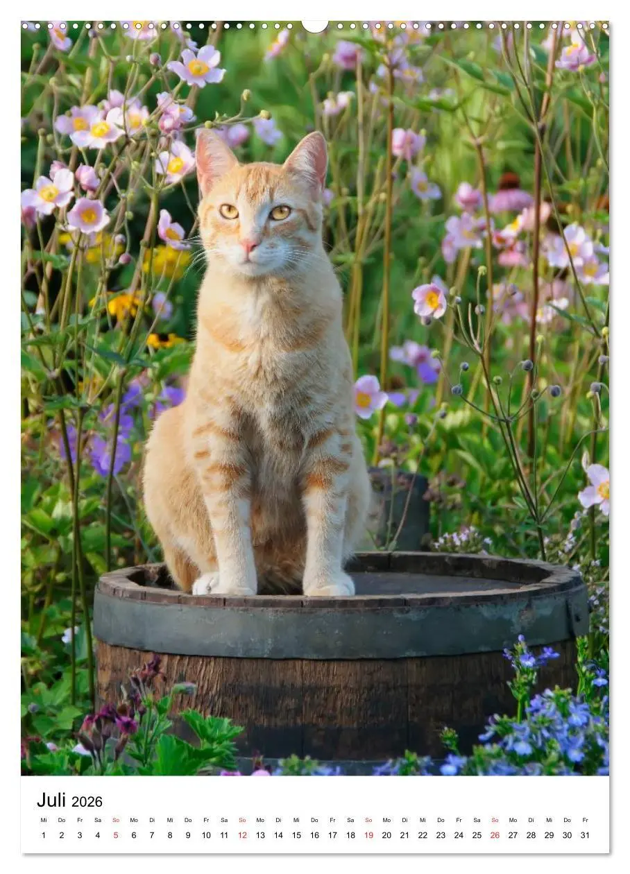 Bild: 9783516483727 | COUNTRY CATS (hochwertiger Premium Wandkalender 2026 DIN A2 hoch),...