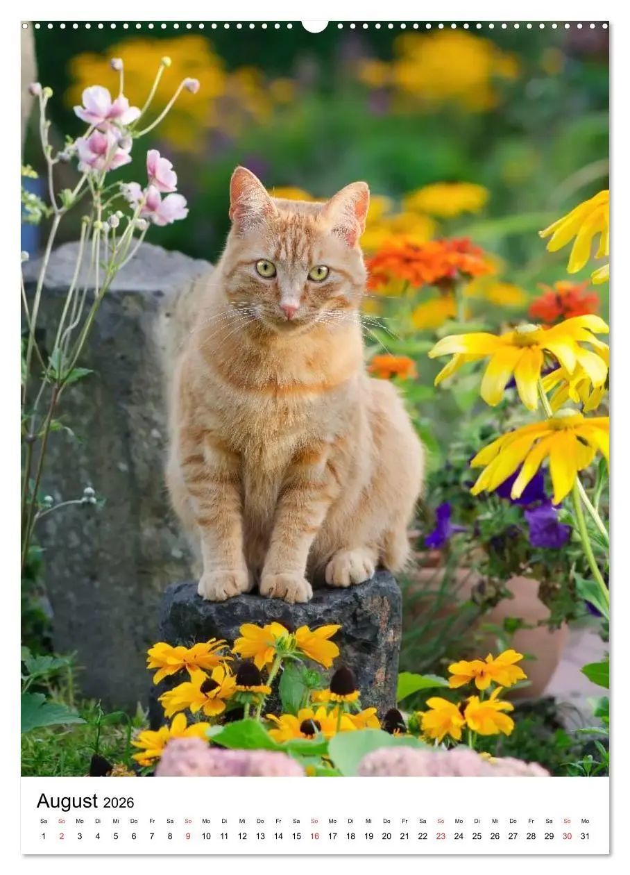 Bild: 9783516483727 | COUNTRY CATS (hochwertiger Premium Wandkalender 2026 DIN A2 hoch),...