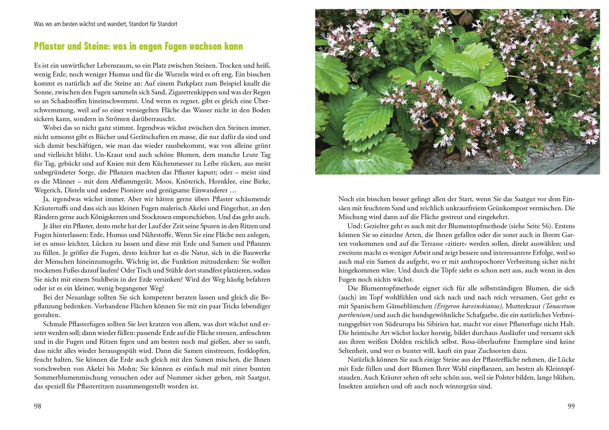 Bild: 9783895663727 | Selbst ist die Pflanze | Sigrid Tinz | Buch | 176 S. | Deutsch | 2017