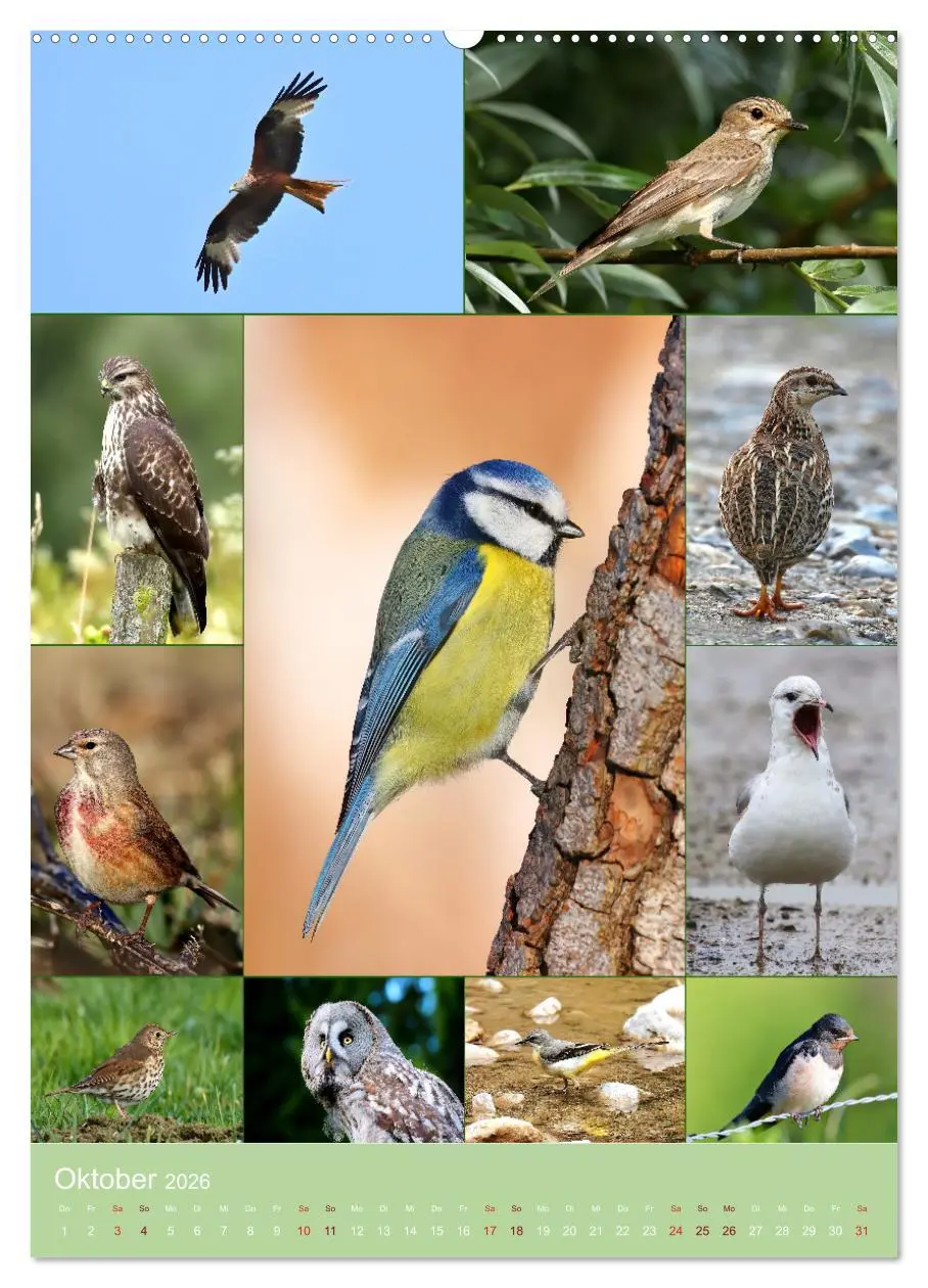 Bild: 9783516303827 | Alles für die Vögel (hochwertiger Premium Wandkalender 2026 DIN A2...