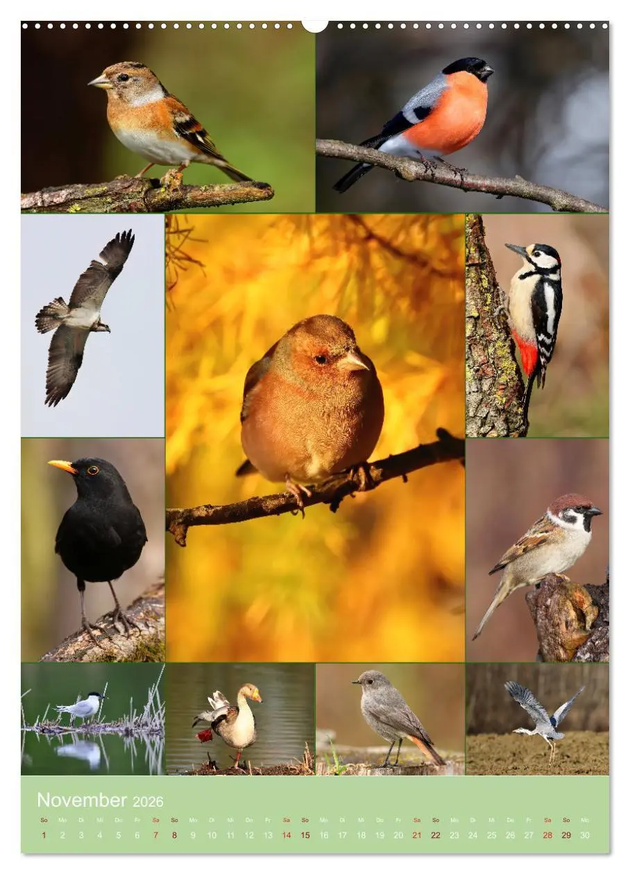Bild: 9783516303827 | Alles für die Vögel (hochwertiger Premium Wandkalender 2026 DIN A2...