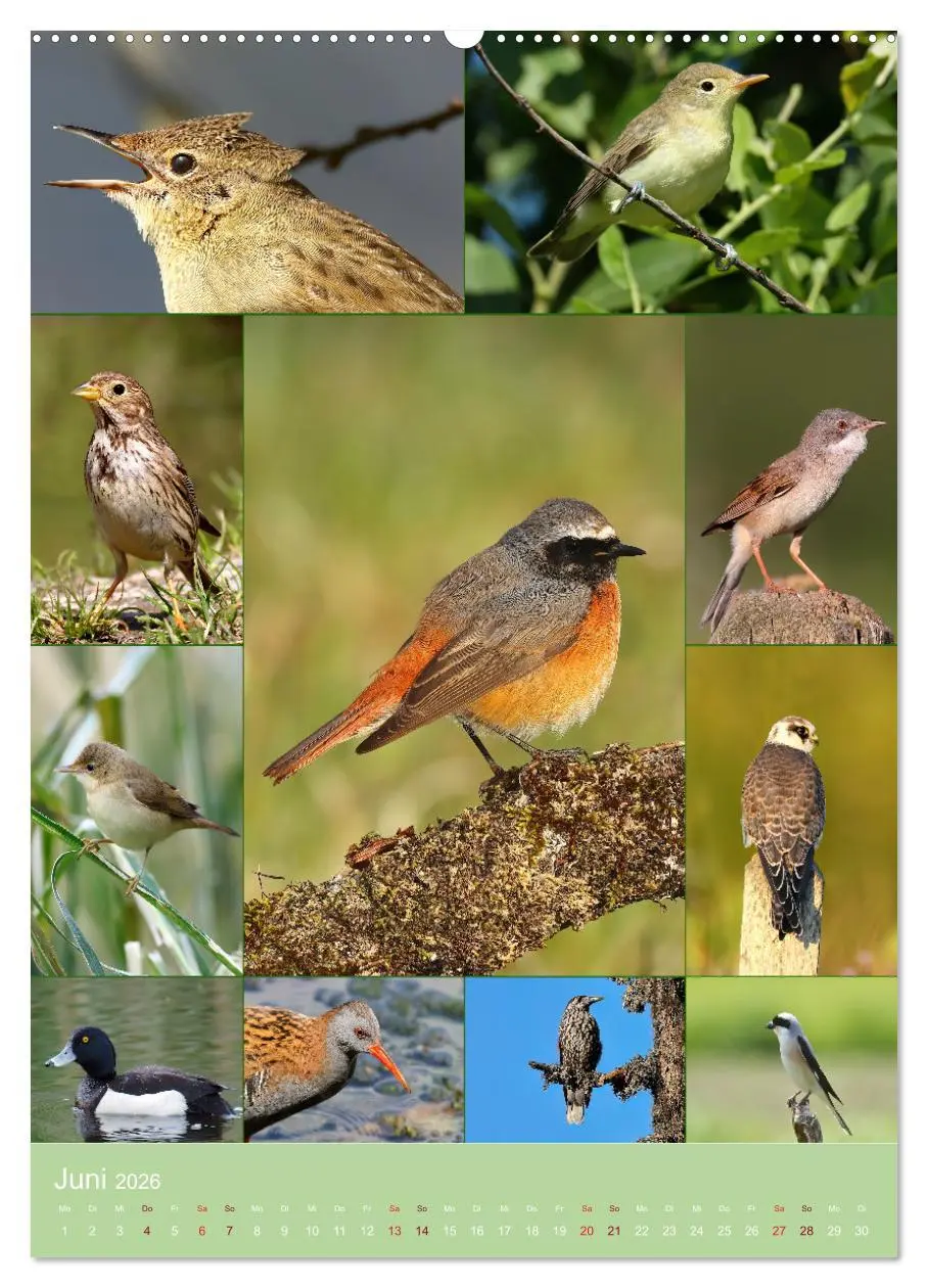 Bild: 9783516303827 | Alles für die Vögel (hochwertiger Premium Wandkalender 2026 DIN A2...