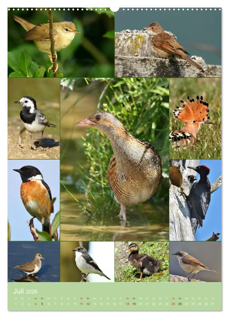 Bild: 9783516303827 | Alles für die Vögel (hochwertiger Premium Wandkalender 2026 DIN A2...