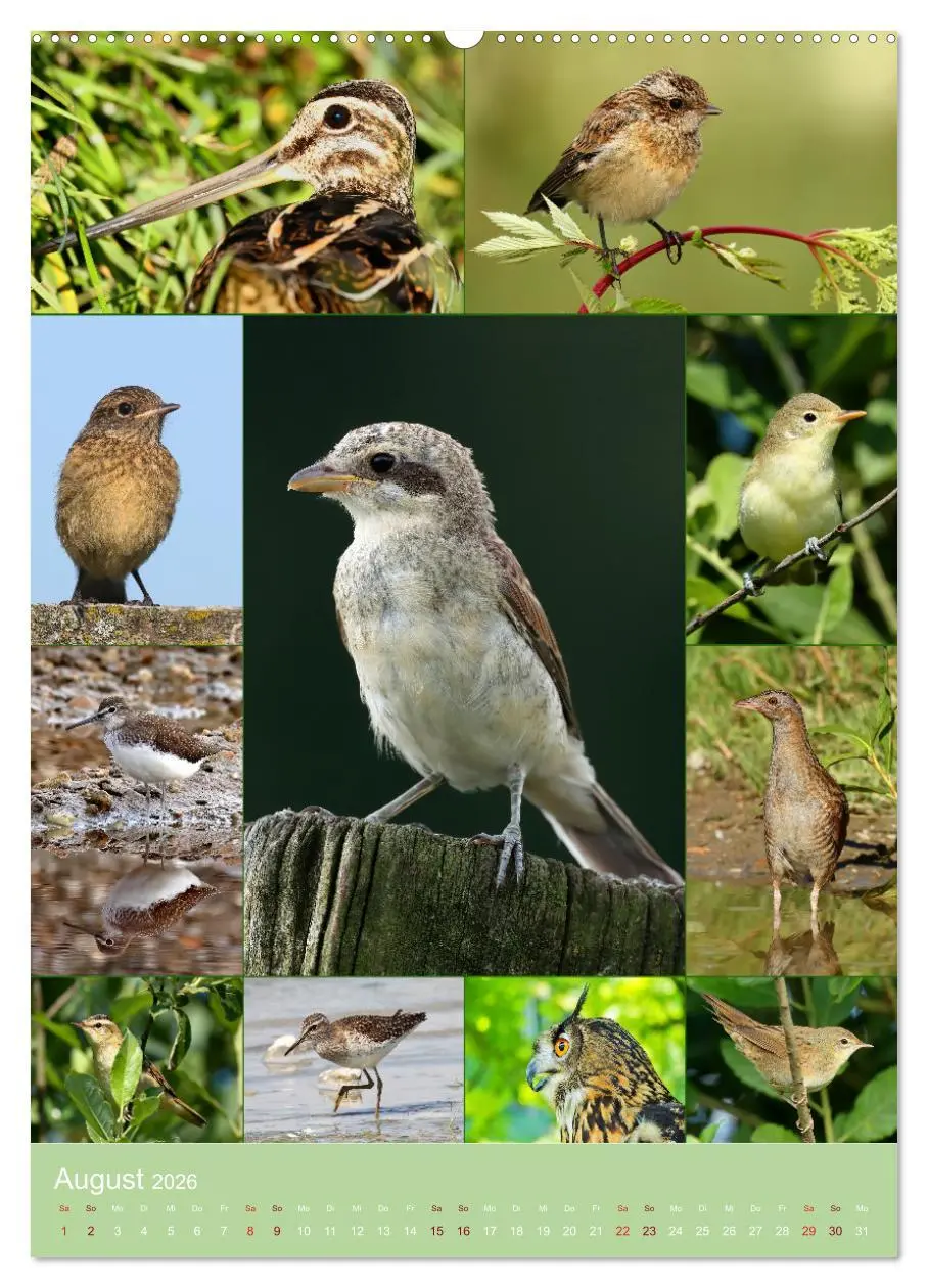 Bild: 9783516303827 | Alles für die Vögel (hochwertiger Premium Wandkalender 2026 DIN A2...