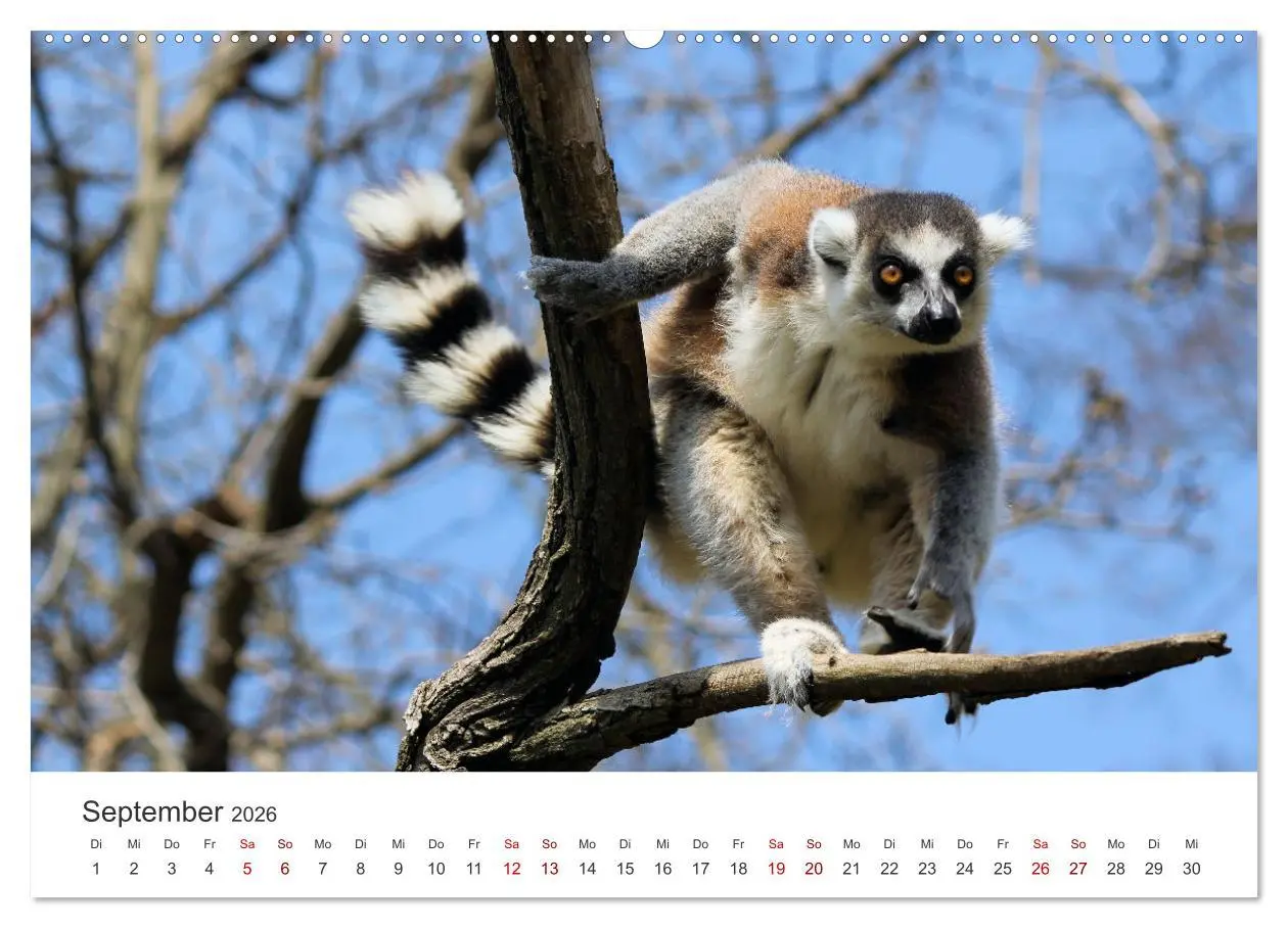 Bild: 9783457443927 | Madagaskar - Eine traumhafte Insel. (hochwertiger Premium...