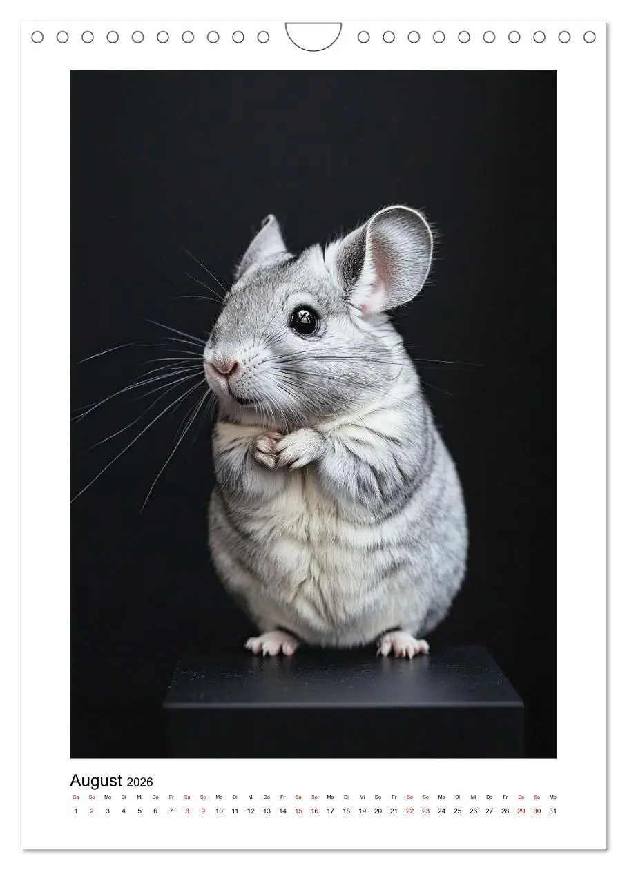 Bild: 9783457264027 | Knuddlige Chinchillas (Wandkalender 2026 DIN A4 hoch), CALVENDO...