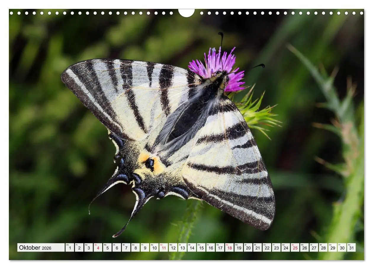 Bild: 9783457644027 | TANZ DER SCHMETTERLINGE (Wandkalender 2026 DIN A3 quer), CALVENDO...