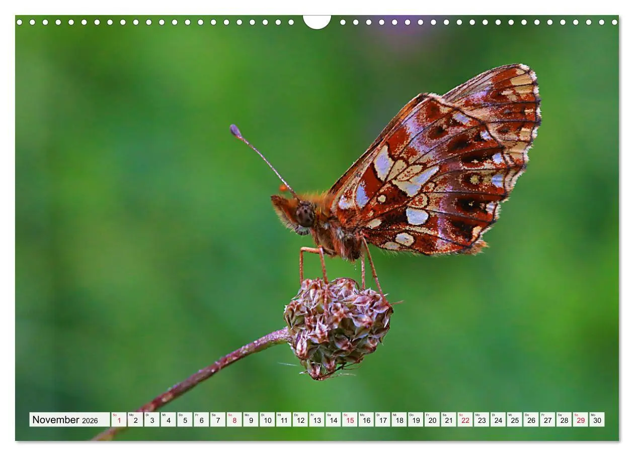 Bild: 9783457644027 | TANZ DER SCHMETTERLINGE (Wandkalender 2026 DIN A3 quer), CALVENDO...
