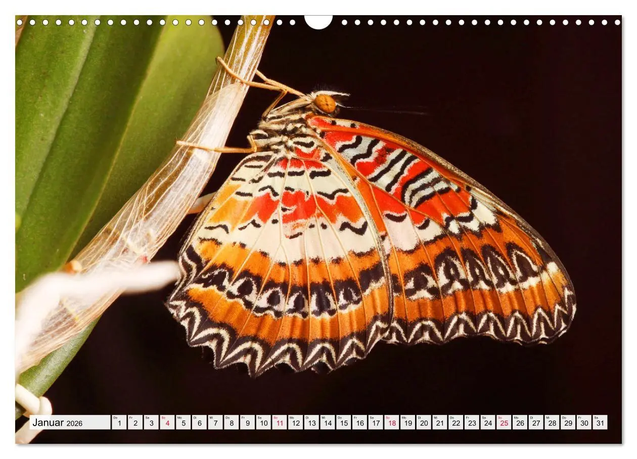 Bild: 9783457644027 | TANZ DER SCHMETTERLINGE (Wandkalender 2026 DIN A3 quer), CALVENDO...