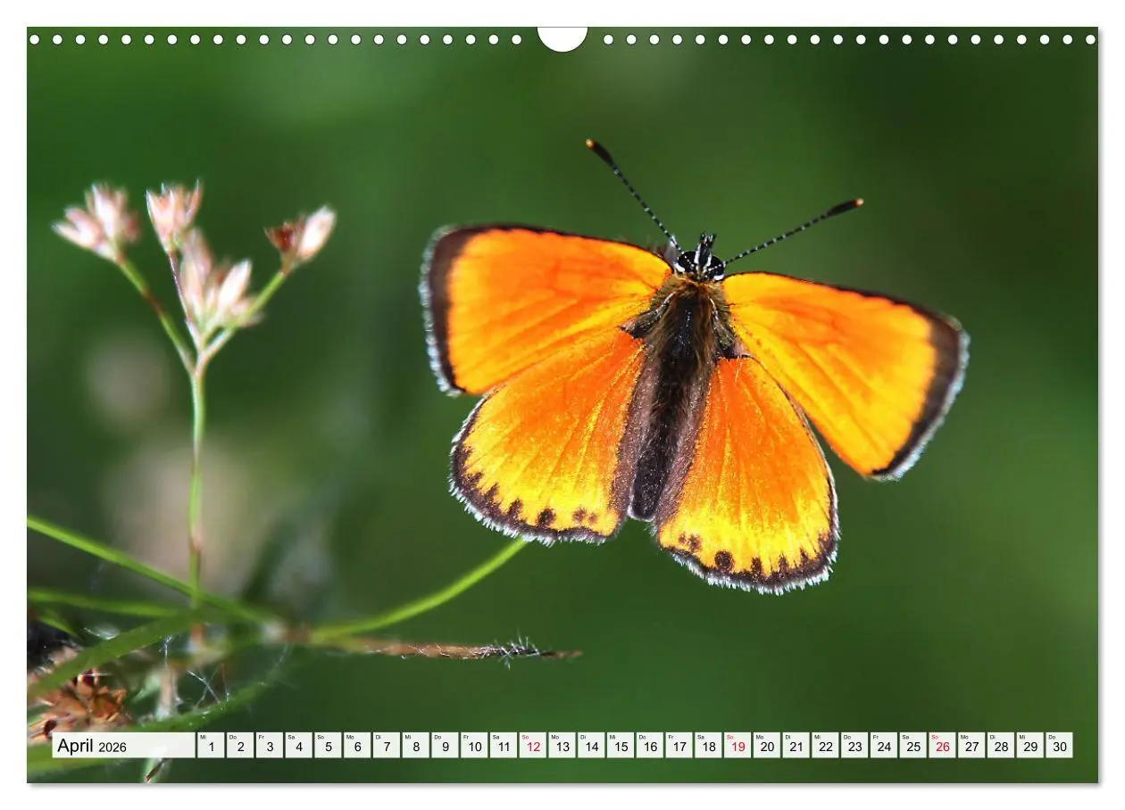 Bild: 9783457644027 | TANZ DER SCHMETTERLINGE (Wandkalender 2026 DIN A3 quer), CALVENDO...