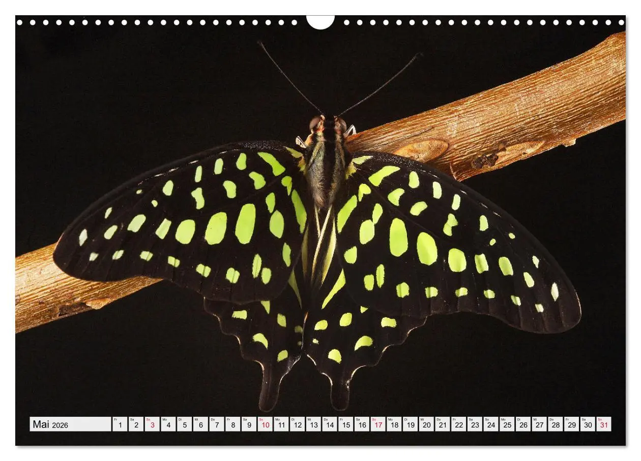 Bild: 9783457644027 | TANZ DER SCHMETTERLINGE (Wandkalender 2026 DIN A3 quer), CALVENDO...