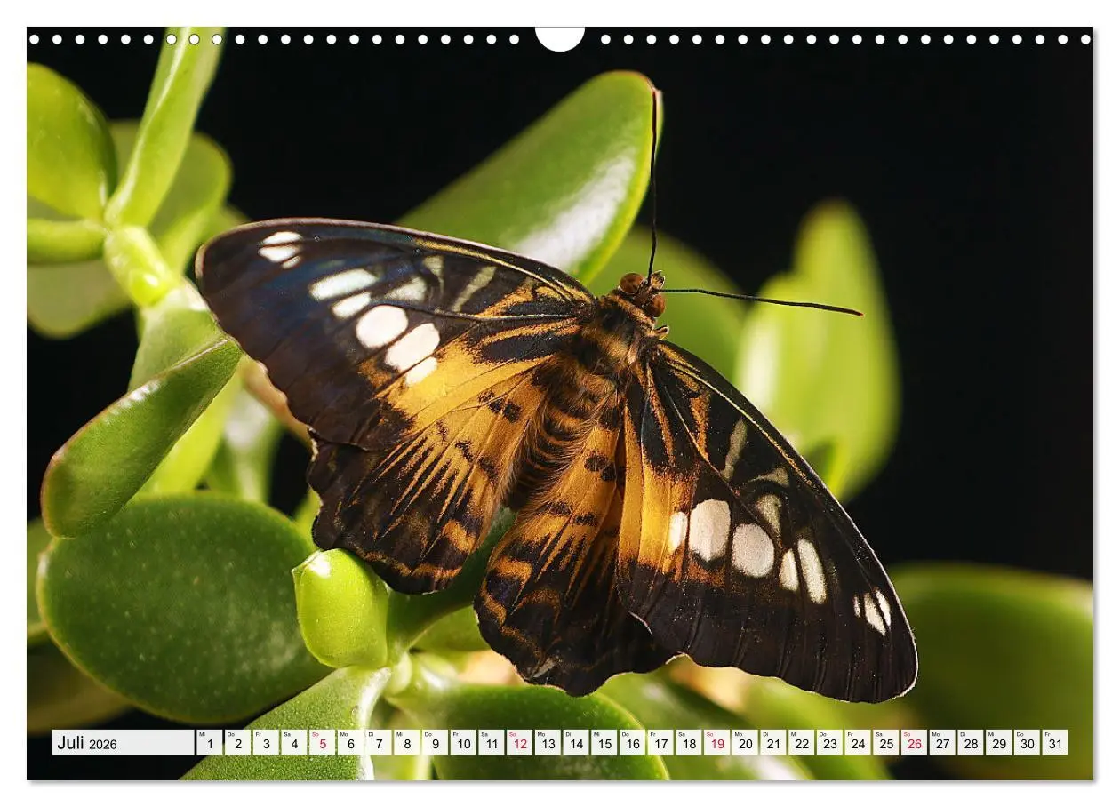 Bild: 9783457644027 | TANZ DER SCHMETTERLINGE (Wandkalender 2026 DIN A3 quer), CALVENDO...
