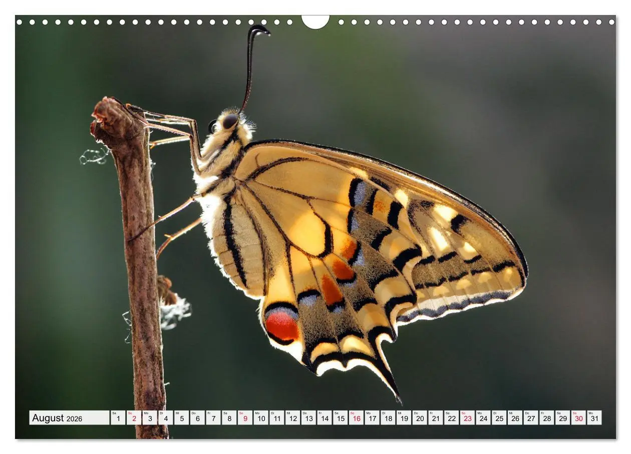 Bild: 9783457644027 | TANZ DER SCHMETTERLINGE (Wandkalender 2026 DIN A3 quer), CALVENDO...