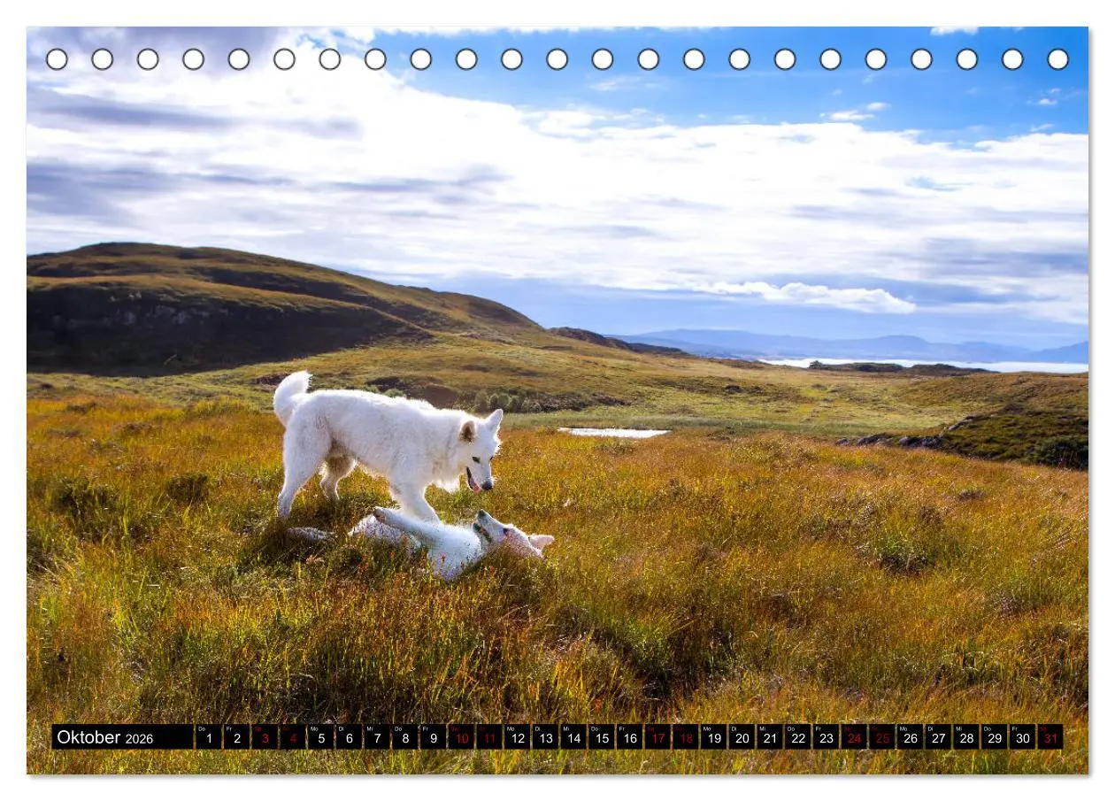 Bild: 9783457884027 | Weiße Schäferhunde in schönen Landschaften (Tischkalender 2026 DIN...