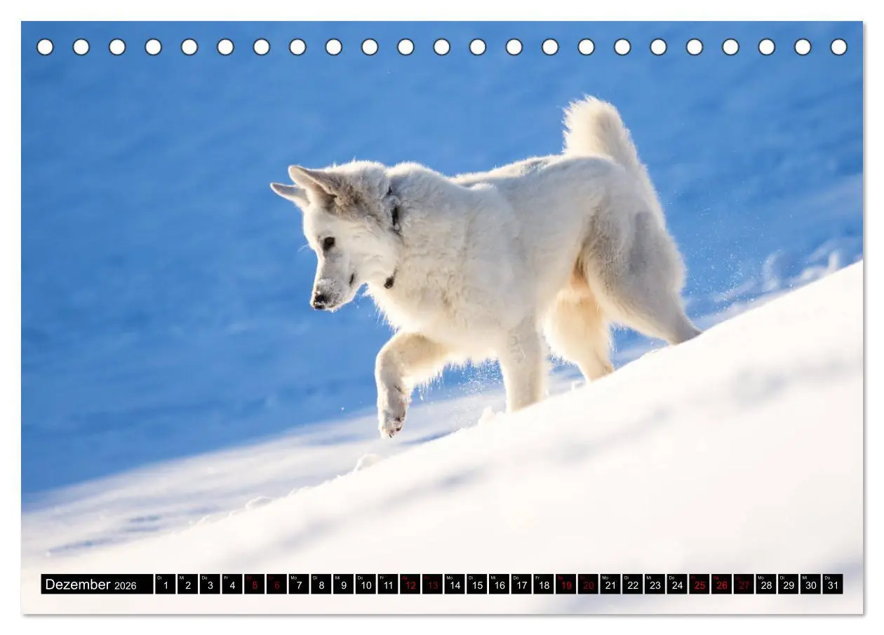 Bild: 9783457884027 | Weiße Schäferhunde in schönen Landschaften (Tischkalender 2026 DIN...
