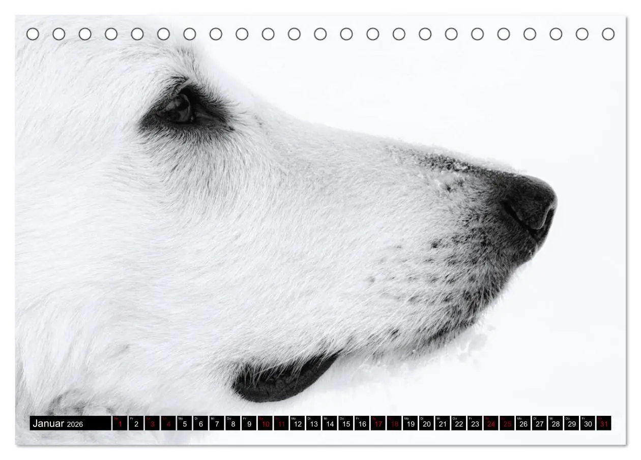 Bild: 9783457884027 | Weiße Schäferhunde in schönen Landschaften (Tischkalender 2026 DIN...