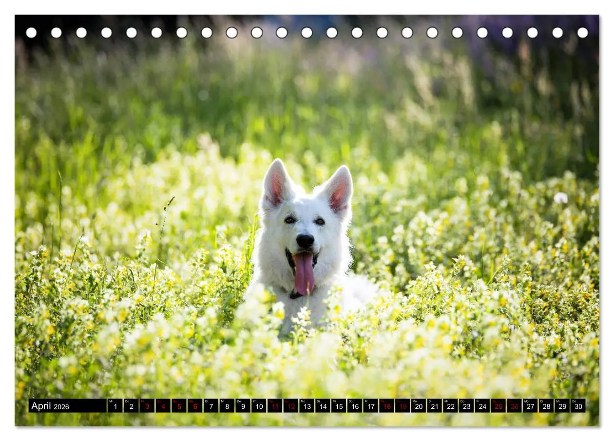 Bild: 9783457884027 | Weiße Schäferhunde in schönen Landschaften (Tischkalender 2026 DIN...