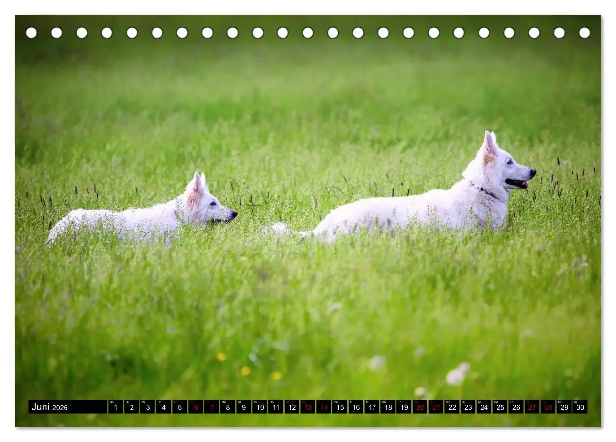 Bild: 9783457884027 | Weiße Schäferhunde in schönen Landschaften (Tischkalender 2026 DIN...