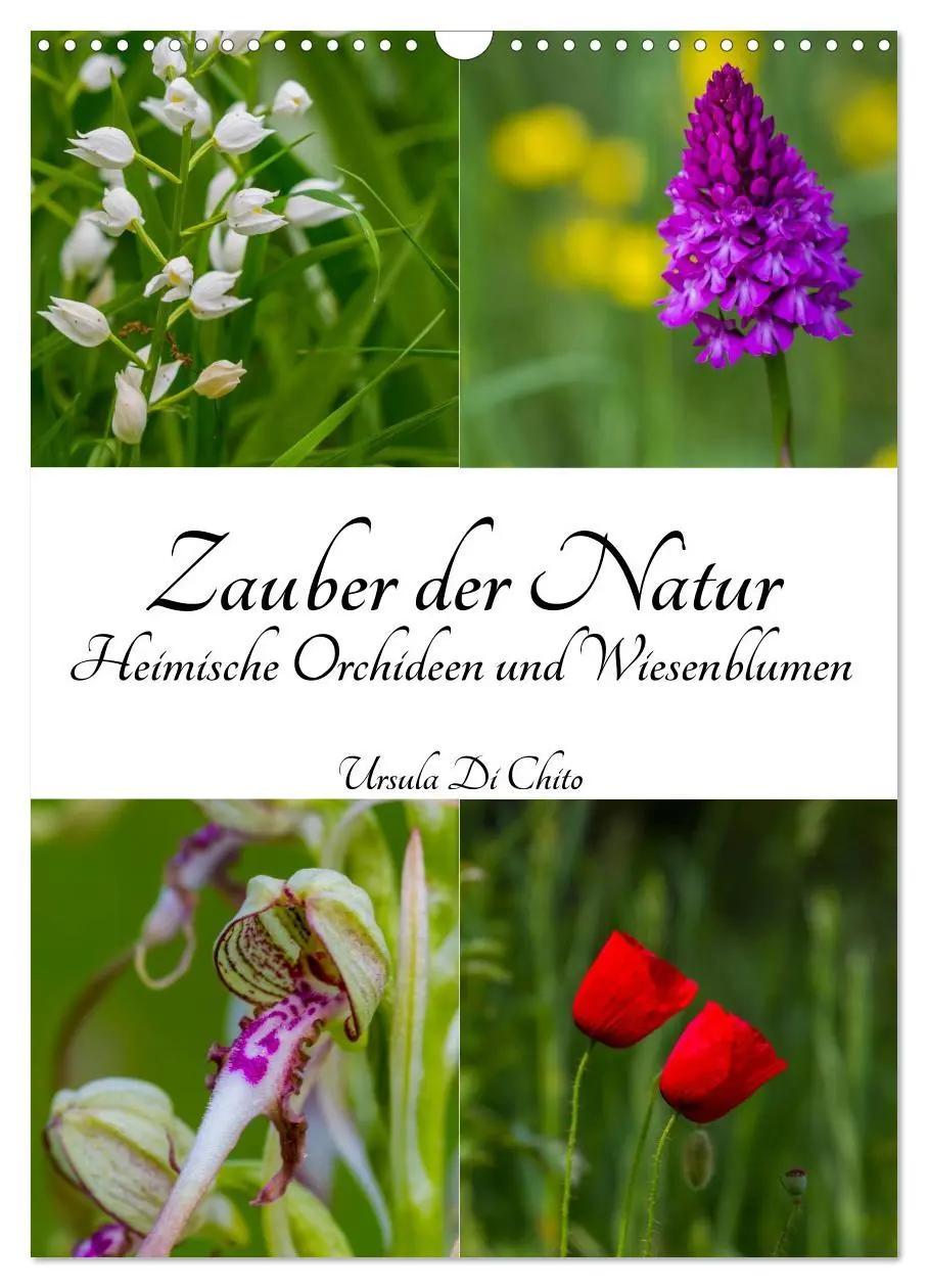 Cover: 9783516424027 | Zauber der Natur - Heimische Orchideen und Wiesenblumen...