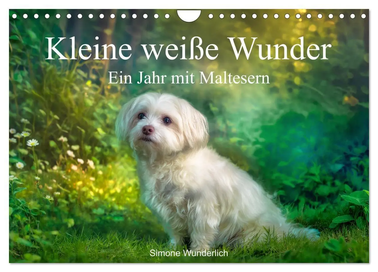 Cover: 9783516804027 | Kleine weiße Wunder - ein Jahr mit Maltesern (Wandkalender 2027 DIN...