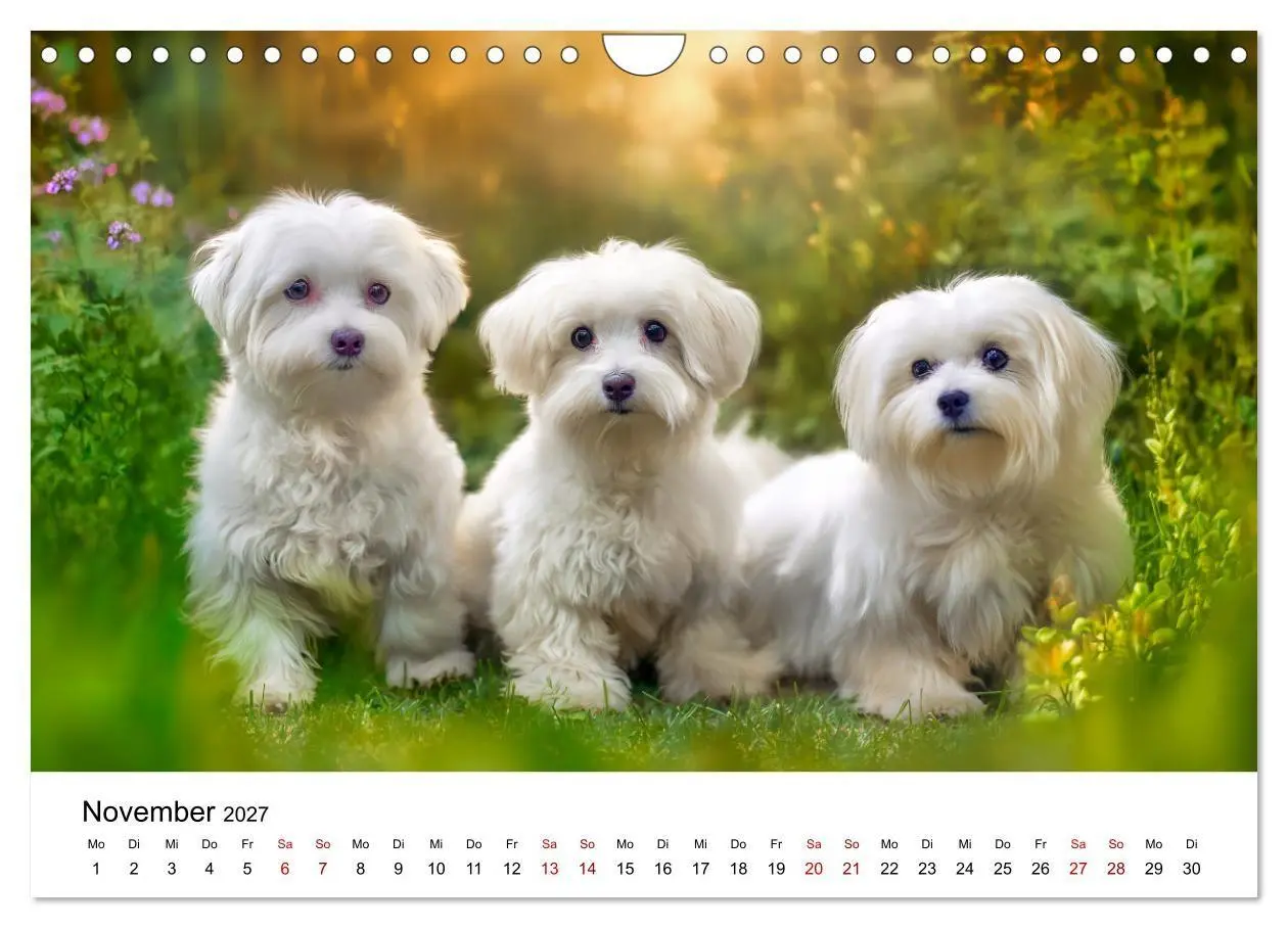 Bild: 9783516804027 | Kleine weiße Wunder - ein Jahr mit Maltesern (Wandkalender 2027 DIN...