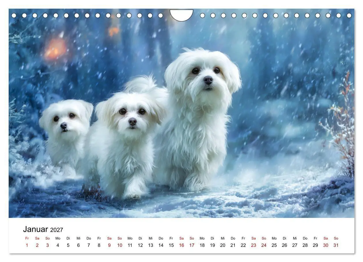 Bild: 9783516804027 | Kleine weiße Wunder - ein Jahr mit Maltesern (Wandkalender 2027 DIN...