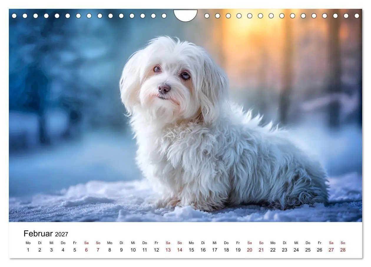 Bild: 9783516804027 | Kleine weiße Wunder - ein Jahr mit Maltesern (Wandkalender 2027 DIN...