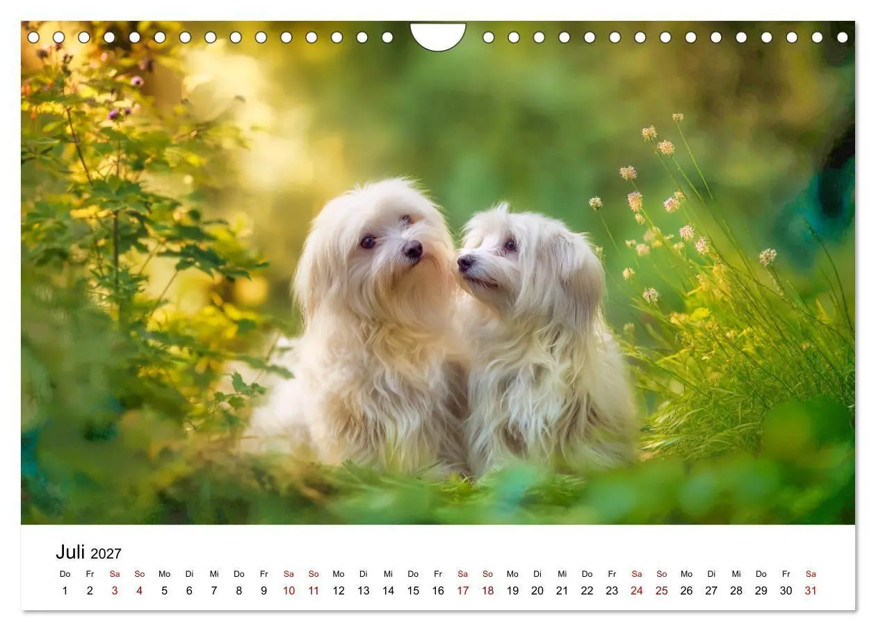 Bild: 9783516804027 | Kleine weiße Wunder - ein Jahr mit Maltesern (Wandkalender 2027 DIN...