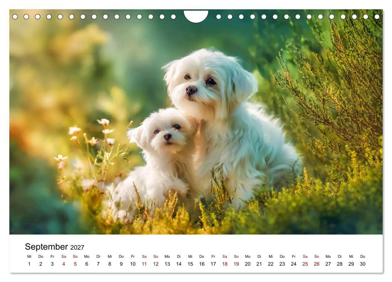 Bild: 9783516804027 | Kleine weiße Wunder - ein Jahr mit Maltesern (Wandkalender 2027 DIN...