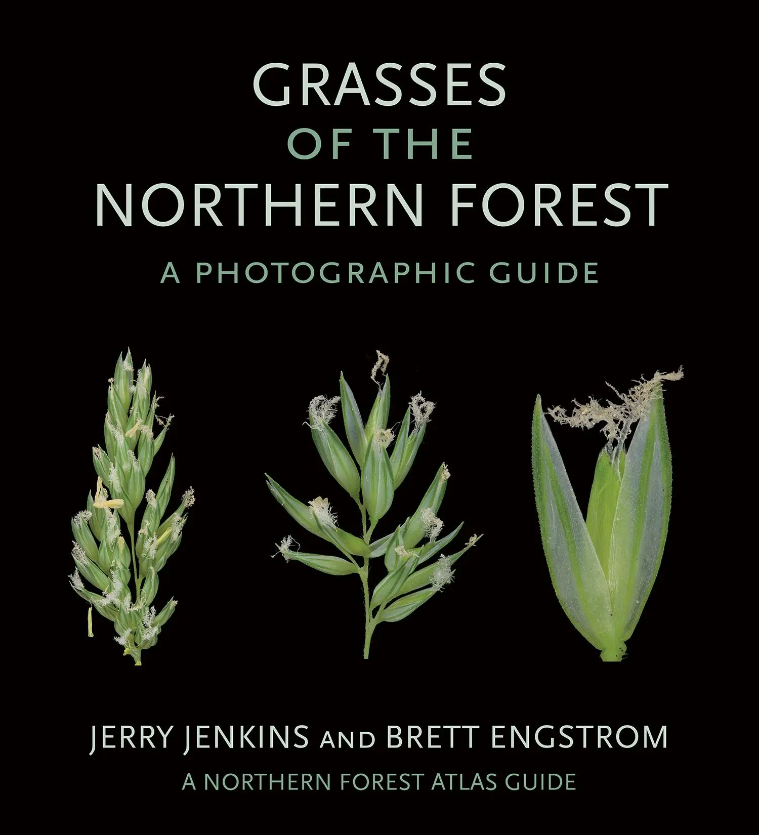 Cover: 9781501764127 | Grasses of the Northern Forest | A Photographic Guide | Taschenbuch