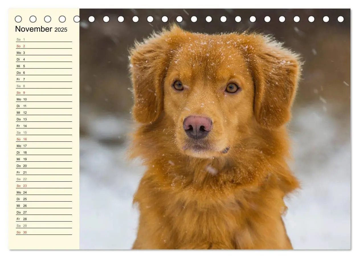 Bild: 9783435544127 | Toll, toll, Toller (Tischkalender 2025 DIN A5 quer), CALVENDO...