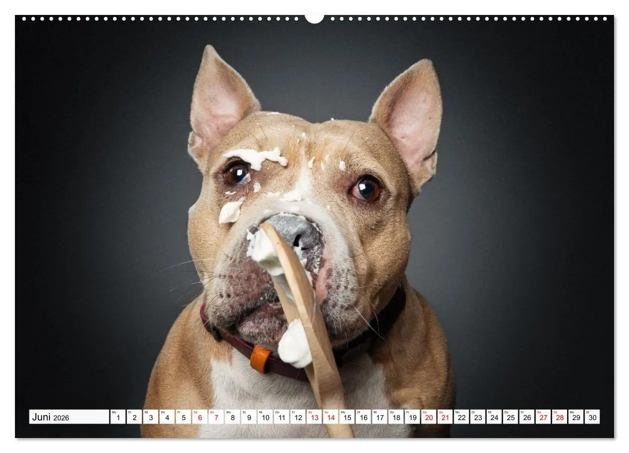 Bild: 9783516724127 | Hunde im Naschparadies (hochwertiger Premium Wandkalender 2026 DIN...