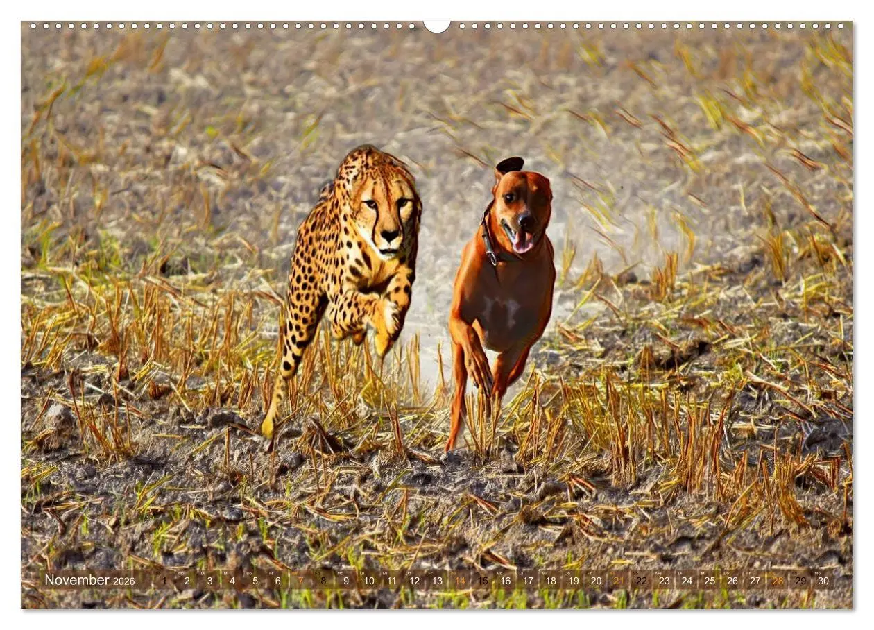 Bild: 9783457864227 | Rhodesian Ridgeback der Hund mit dem Tropfen Löwenblut...