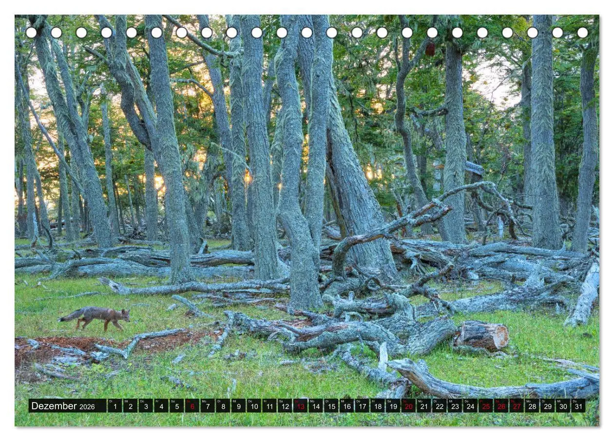 Bild: 9783457774427 | Patagonien und Feuerland (Tischkalender 2026 DIN A5 quer), CALVENDO...